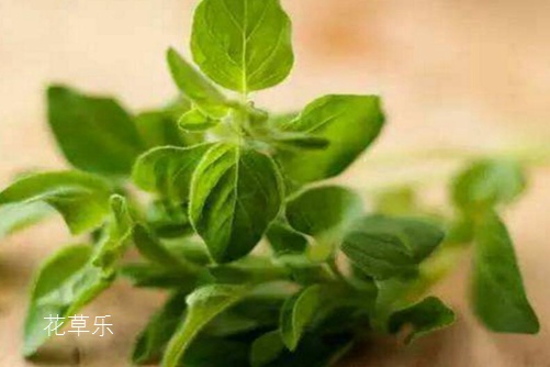 佳能镜头USM意思——国产精品亚洲一区二区无码，解锁传统中医的养生智慧，品味千年草本的魅力